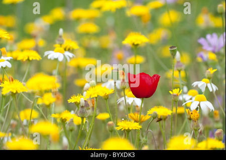 Feld Mohn Papaver Rhoeas Lesbos Insel Griechenland Stockfoto