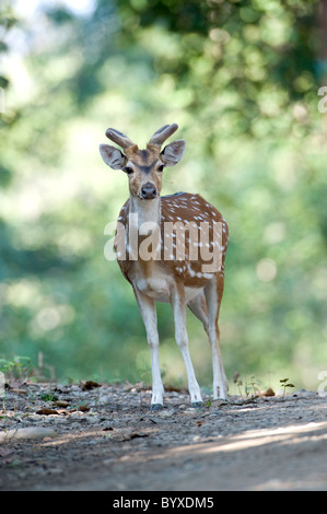 Gefleckte Rehe oder Chital Achse-Achse im Wald Stockfoto