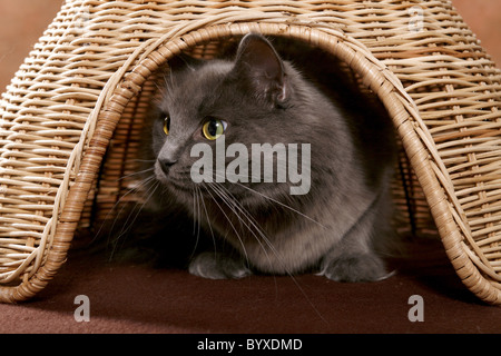 Sibirische Katze / Sibirische Katze Stockfoto