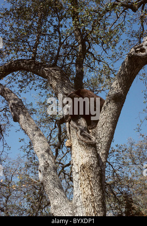 Schwarzer Bär, Eiche, Sequoia und Kings Canyon Nationalpark, Kalifornien, Schwarzbär, Stockfoto