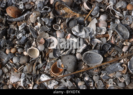 Muscheln am Strand von Amelia Island, Florida Stockfoto