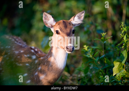 Gefleckte Rehe oder Chital Achse Achse weiblich in Stockfoto