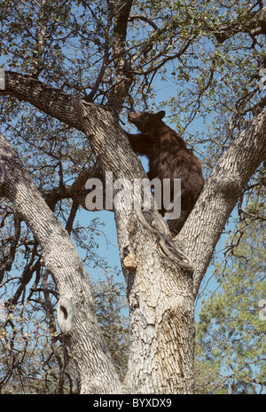 Schwarzer Bär, Eiche, Sequoia und Kings Canyon Nationalpark, Kalifornien, Schwarzbär, Stockfoto