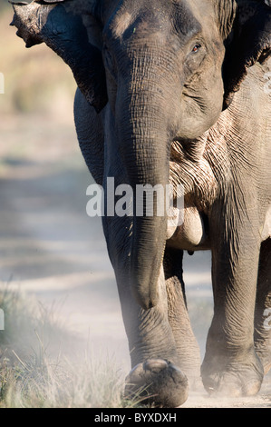 Asiatischer Elefant Elephas Maximus laden Indien Stockfoto