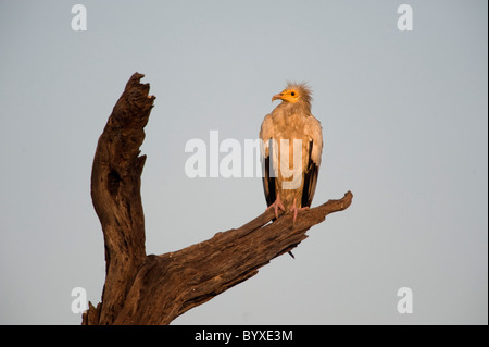 Ägyptischer Geier Neophron Percnopterus Indien Stockfoto