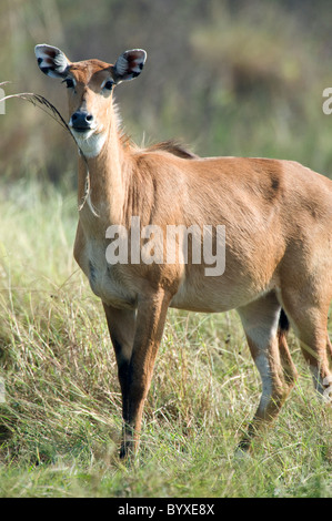 Jackale Boselaphus Tragocamelus Keoladeo Indien Stockfoto