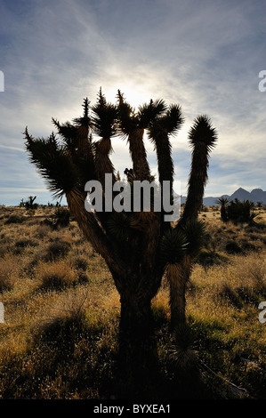 Joshua Tree im Red Rock Canyon unter einem Morgen Sonne, Nevada, USA Stockfoto