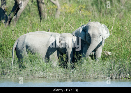 Asiatische Elefanten Elephas Maximus Fütterung Indien Stockfoto