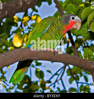 Kubanische Amazon oder rose throated Papagei Stockfoto