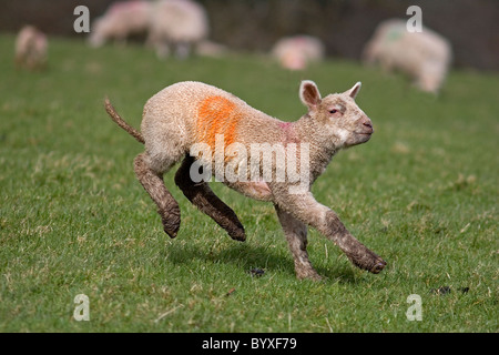 Lamb Devon UK Stockfoto