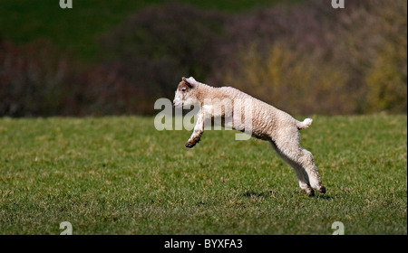 Lamb Devon UK Stockfoto