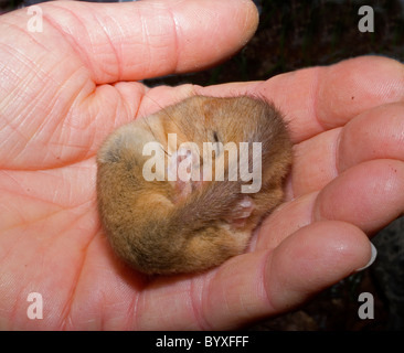 Hasel oder gemeinsame Haselmaus Muscardinus Avellanarius Devon UK Stockfoto