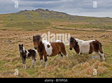 Dartmoor Pony und Fohlen Dartmoor National Park Devon UK Stockfoto