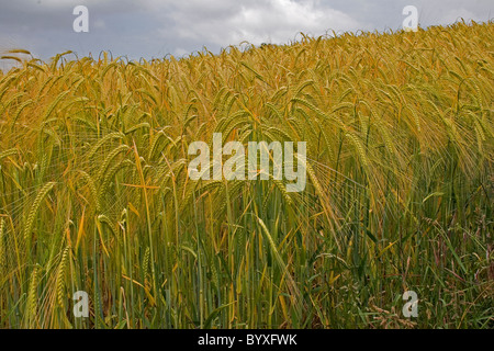 Weizen-Triticum Devon UK Stockfoto