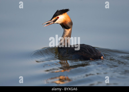 Haubentaucher an einem See mit einem Fisch im Schnabel Stockfoto