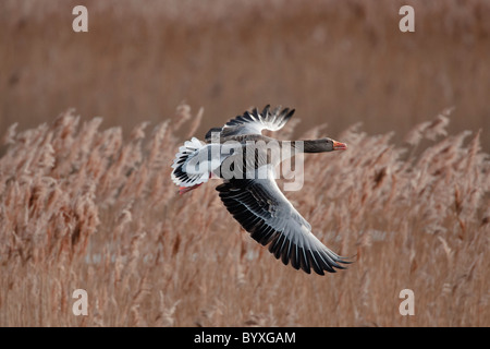 Graugänse im Flug vor dem Hintergrund einer Reed bed Stockfoto