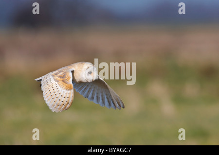 Schleiereule im Flug Jagd nach Beute über Heide Stockfoto