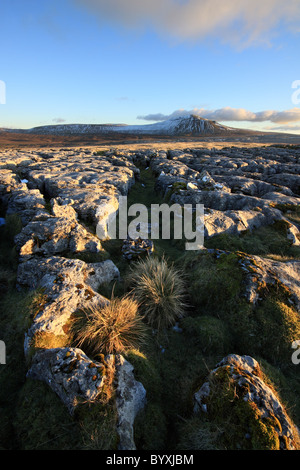 Winter Blick auf Kalkstein Pflaster am Maßstab Moor, mit Blick auf Ingleborough, einer der Yorkshire Dales berühmten drei Gipfel Stockfoto