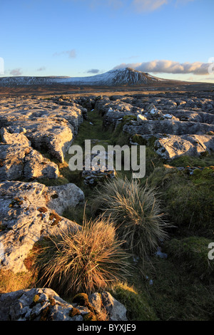 Winter Blick auf Kalkstein Pflaster am Maßstab Moor, mit Blick auf Ingleborough, einer der Yorkshire Dales berühmten drei Gipfel Stockfoto