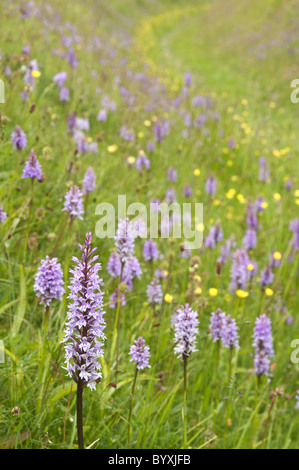 Gemeinsamen Spotted-Orchidee Dactylorhiza Fuchsii auf Kreide Downland Pewsey Downs National Nature Reserve, Wiltshire England UK Stockfoto