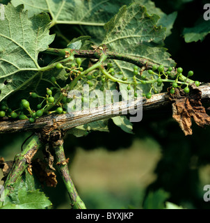 Toten-Arm oder Excoriose (Phomopsis Viticola) Läsionen auf neuen Wachstums- und Pyncnidia auf alten Stamm Stockfoto