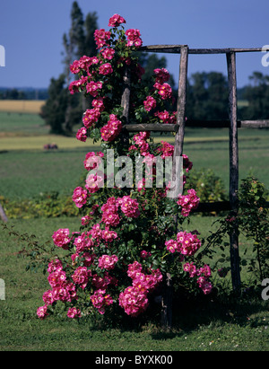 Rosa "Amerikanischen Säule" Blüte auf grobe Garten Spalier, Frankreich Stockfoto