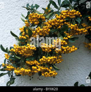 Pyracantha 'Soleil d' oder ' gelbe Beeren im Herbst Stockfoto