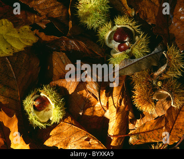 Edelkastanien (Castanea Sativa) unter Blättern in einem Waldgebiet in Wiltshire, England gefallen. Stockfoto