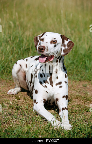 Liegender Dalmatiner / liegend dalmatinischen Stockfoto