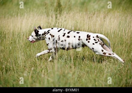 Rennender Dalmatiner / Dalmatiner laufen Stockfoto