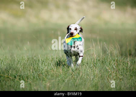 Rennender Dalmatiner / Dalmatiner laufen Stockfoto