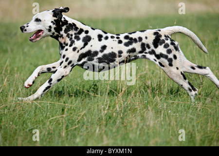 Rennender Dalmatiner / Dalmatiner laufen Stockfoto