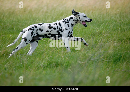 Rennender Dalmatiner / Dalmatiner laufen Stockfoto