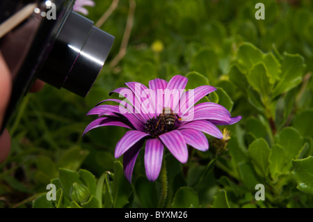 Ein Makrofoto einer Honigbiene auf einem violetten afrikanischen Gänseblümchen auf den Azoren, Portugal. Stockfoto