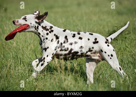 Rennender Dalmatiner / Dalmatiner laufen Stockfoto