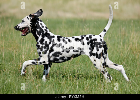 Rennender Dalmatiner / Dalmatiner laufen Stockfoto