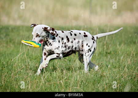 Rennender Dalmatiner / Dalmatiner laufen Stockfoto