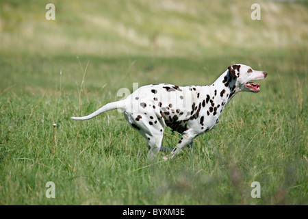 Rennender Dalmatiner / Dalmatiner laufen Stockfoto