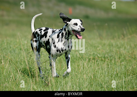 Rennender Dalmatiner / Dalmatiner laufen Stockfoto