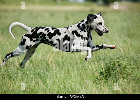 Rennender Dalmatiner / Dalmatiner laufen Stockfoto