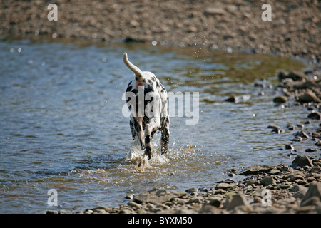 Dalmatiner / Dalmatiner Stockfoto