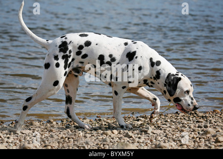 Dalmatiner / Dalmatiner Stockfoto