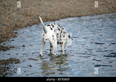 Dalmatiner / Dalmatiner Stockfoto