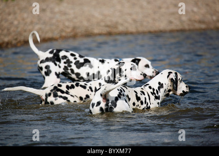 Dalmatiner / Dalmatiner Stockfoto