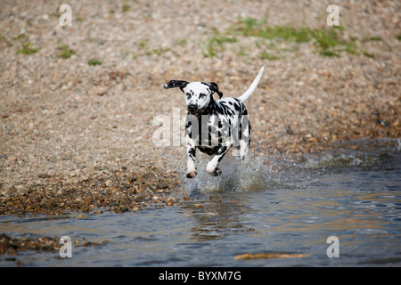 Rennender Dalmatiner / Dalmatiner laufen Stockfoto