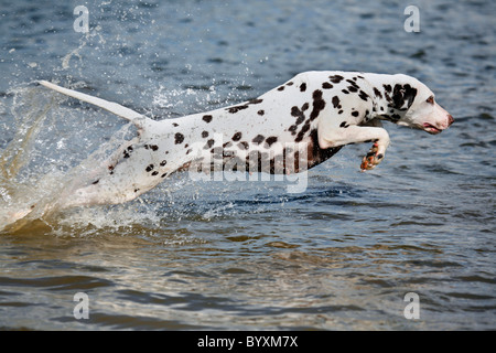 Rennender Dalmatiner / Dalmatiner laufen Stockfoto