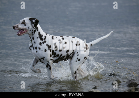 Rennender Dalmatiner / Dalmatiner laufen Stockfoto