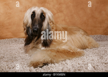 Afghanischer Windhund / Afghanischer Windhund Stockfoto