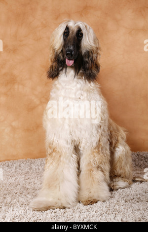 Afghanischer Windhund / Afghanischer Windhund Stockfoto