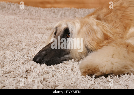 Afghanischer Windhund / Afghanischer Windhund Stockfoto